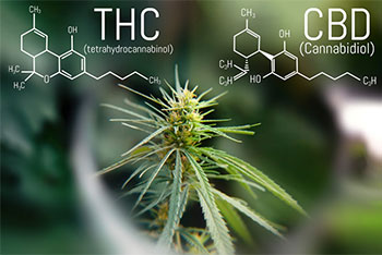 A cannabis plant and the chemical structure of THC and CBD.