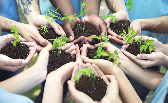Planting trees