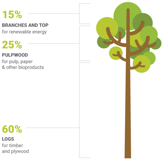 Tree use for paper